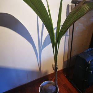Plante coco avec pot