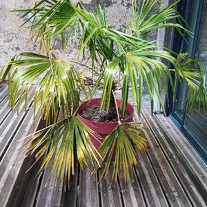 Palmier (trachycarpus)