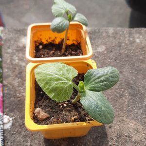 Plant courge butternut