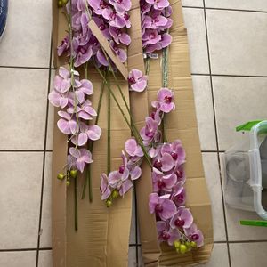 Tiges d’orchidées