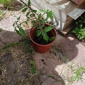 1 plant de tomates cerises