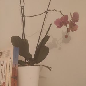 Orchidée avec le pot