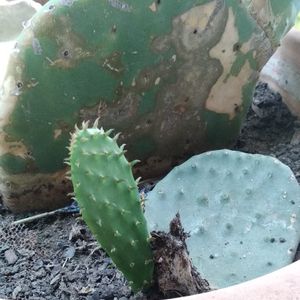 Bouture cactus, plantes grasses 