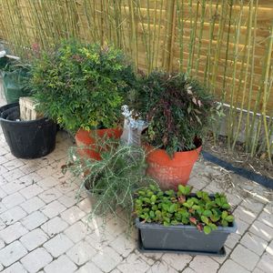4 plantes à donner (romarin, fraises + 2 vivaces)
