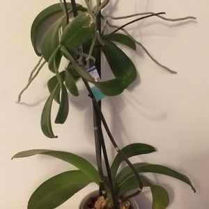 Donné orchidée 
