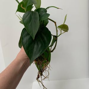 Bouture philodendron