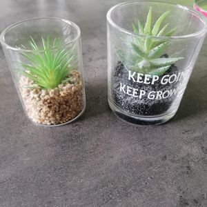 2 cactus en plastique