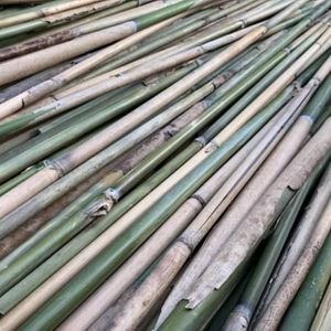 Donne tuteurs bambous 