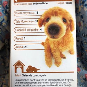 Cartes descriptives chiens 