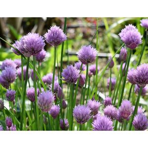 Ciboulette du jardin