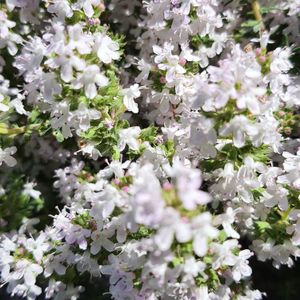 Bouquet de thym bio
