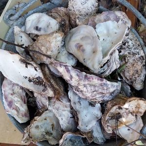 Coquilles d'huîtres 