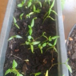 Plants de piment poivrons 