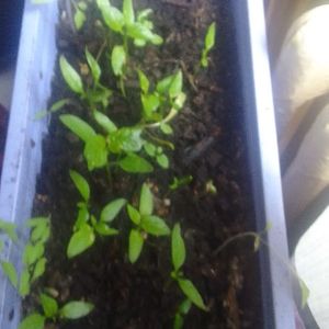 Plants piment poivrons 