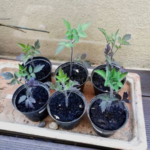 Plants de tomate cerises indigo (variété violette)