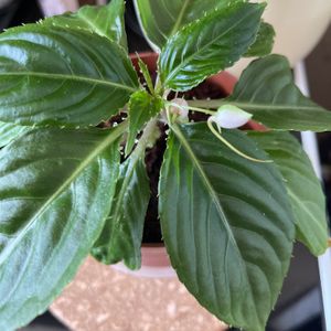 Plante réservée Lina