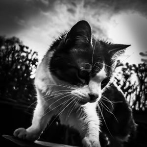 Carole B.