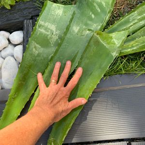 Feuilles d’Aloe Vera Bio