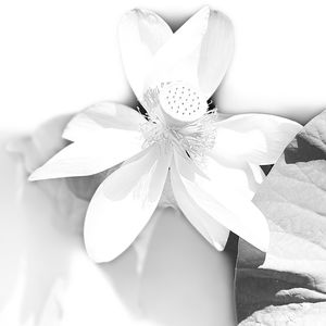 Marie S.