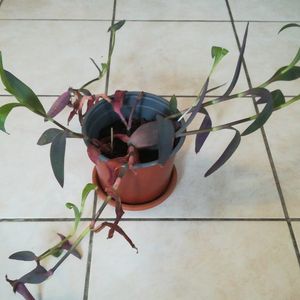 Plante verte violette inconnue 