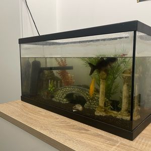 Aquarium et décoration 