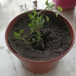 Petite plante 