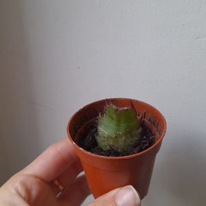 Mini cactus de Noël