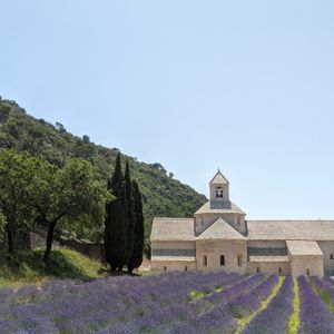 Graziella R.