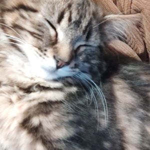 Nala O.