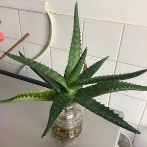 Aloe/agave