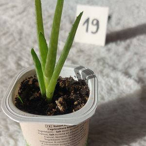 Aloe vera (rejet 19)