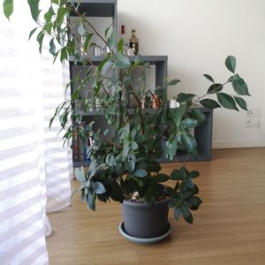 Ficus-Ginseng 