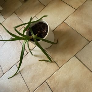 Aloe vera a sauver 