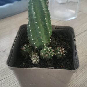 Cactus à sauver 