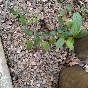 Petit arbre 🌲 à replanter 