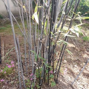 Bambous noirs 