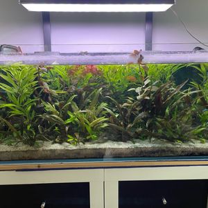Plantes pour aquarium 