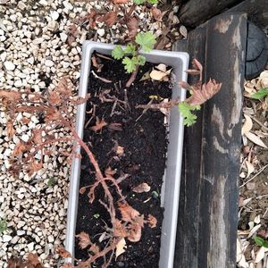 Pied de géranium sans la jardinière 