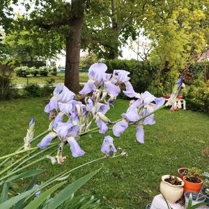 Iris mauve