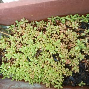 Plante grasse miniature couvrante