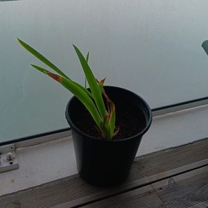 Iris mauve 
