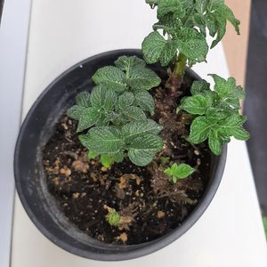 Plante à replanter pour avoir des pommes de terre 