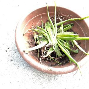 Plants d’Aloe Vera