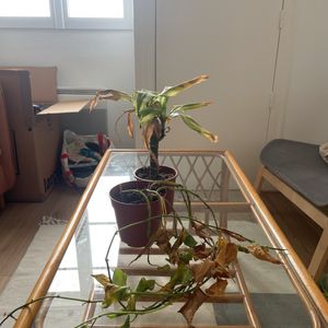 Plantes à sauver 