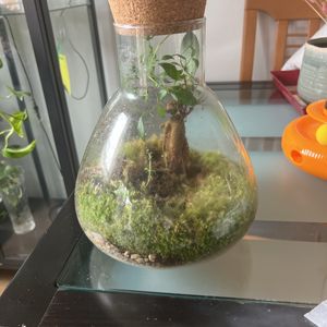 Terrarium plante 