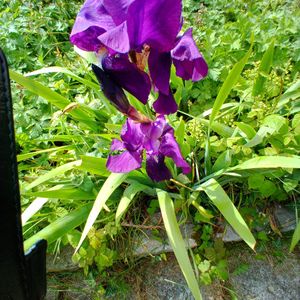 4 rhizomes iris mauve ( résa jojo)