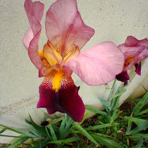 4 rhizomes iris mauve et jaune( résa jojo)