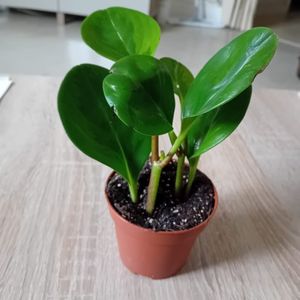 mini plante