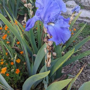 Iris bleus à replanter de suite