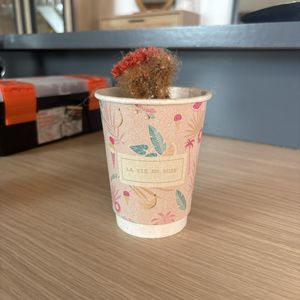 Cactus avec pot